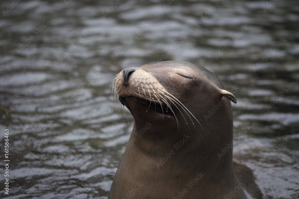 Fototapeta premium Smile
