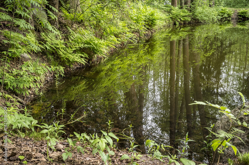 Quiet forest lake with clear water which reflects the trees and sky. Quiet forest lake with clear water which reflects the trees and sky.