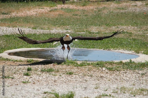 Rapace. photo