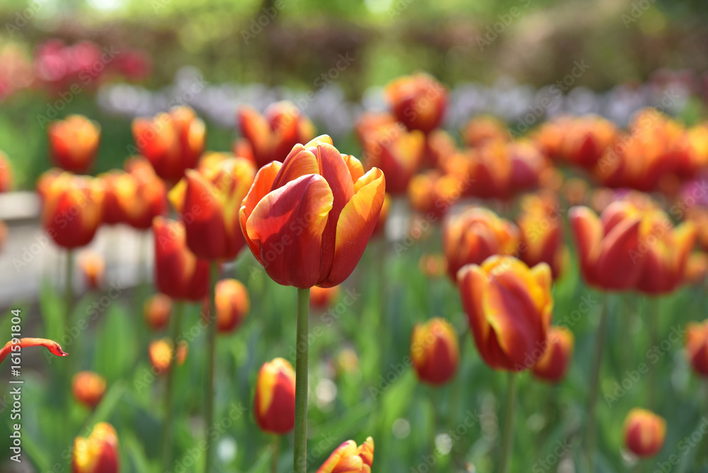 Tulipe rouge et jaune au printemps au jardin Tulipe rouge et jaune au printemps au jardin