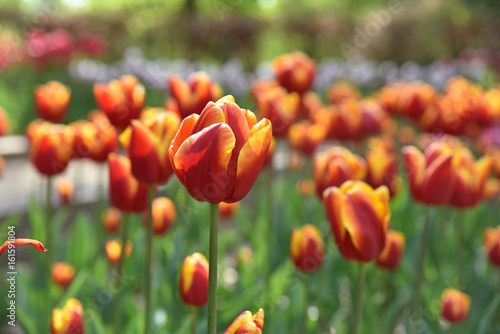 Tulipe rouge et jaune au printemps au jardin