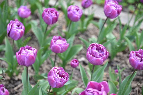 Tulipes violettes au jardin au printemps