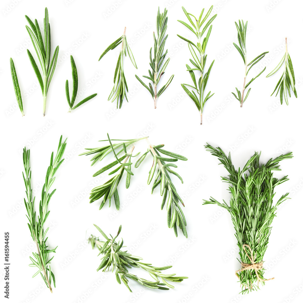 Collage of rosemary twigs on white background Collage of rosemary twigs on white background