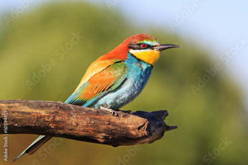 Colored bird on a dry pine branch © drakuliren