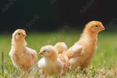 Fast growing chickens in warm sunshine