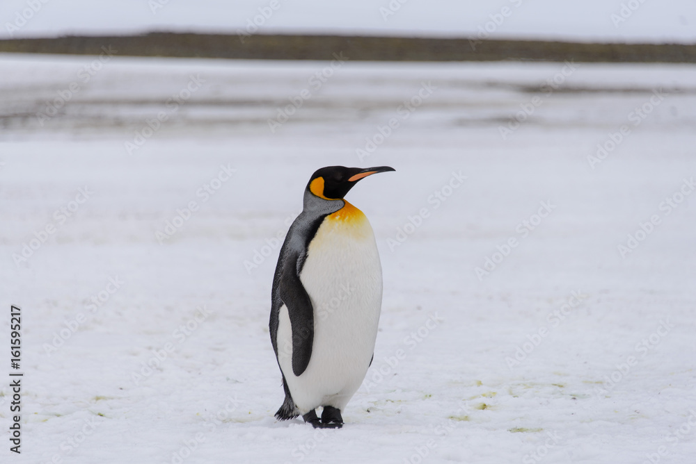 Fototapeta premium King penguin