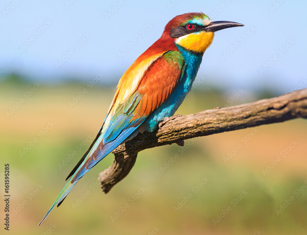 exotic bird flew to nesting in northern Europe exotic bird flew to nesting in northern Europe