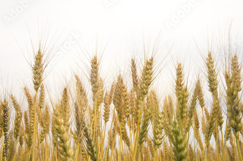 日本の小麦畑 japanese wheat field