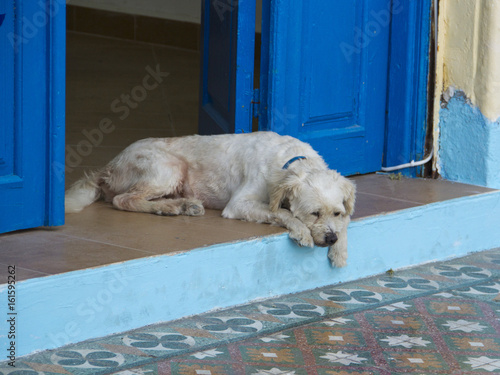 schlafender Hund