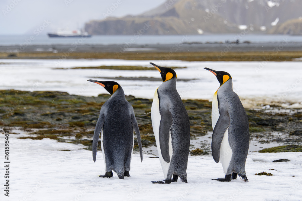 Fototapeta premium King penguins