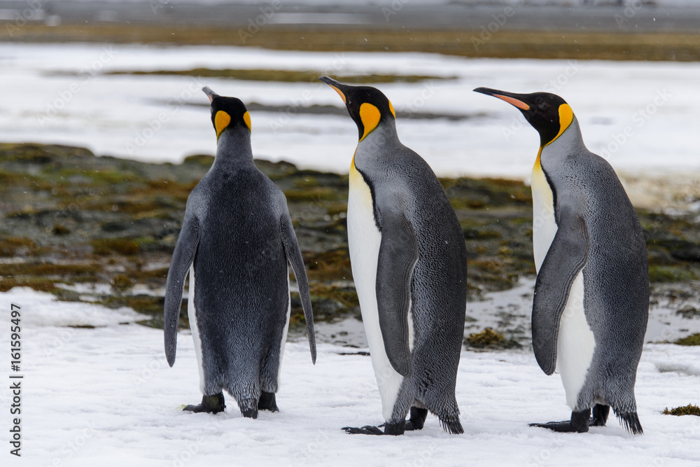 Fototapeta premium King penguins