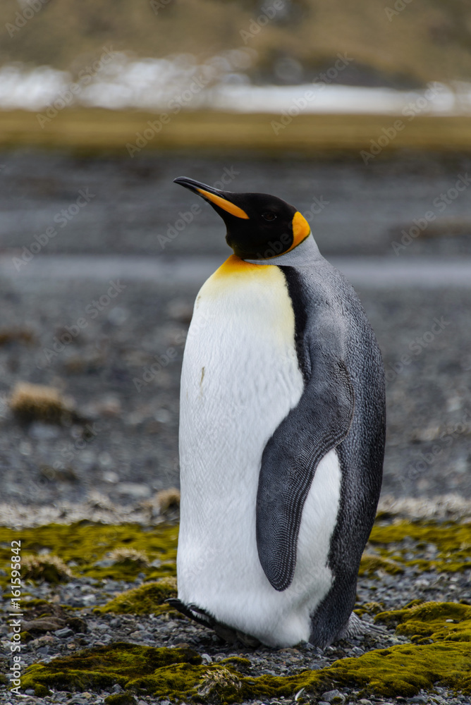 Fototapeta premium King penguin