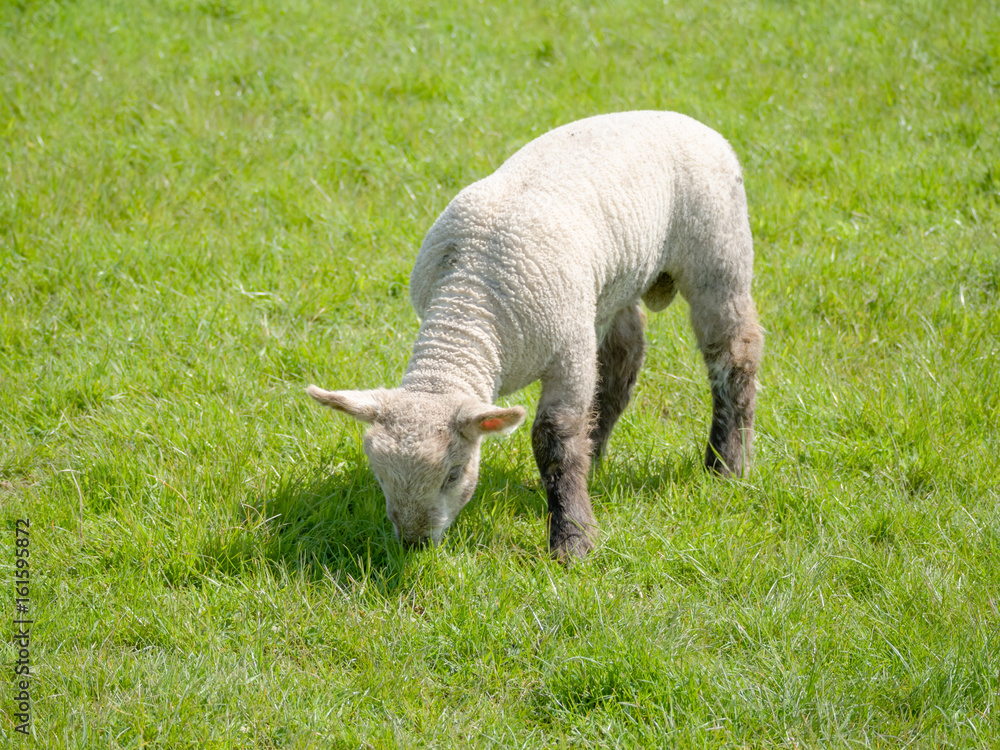 A single spring lamb grazing in a meadow full of rich green grass A single spring lamb grazing in a meadow full of rich green grass