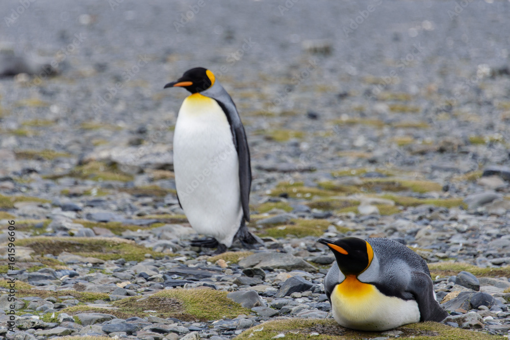 Obraz premium King penguins