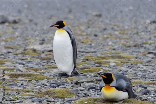 King penguins