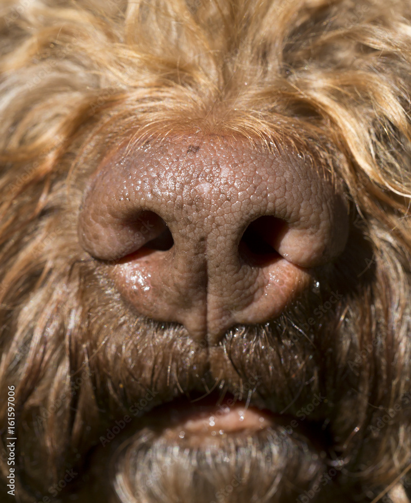 Macro shot of a dog's nose.
