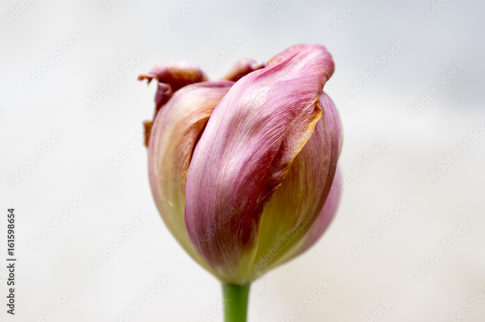 Fototapeta premium One faded common beautiful spring pink tulip in bloom on light background,