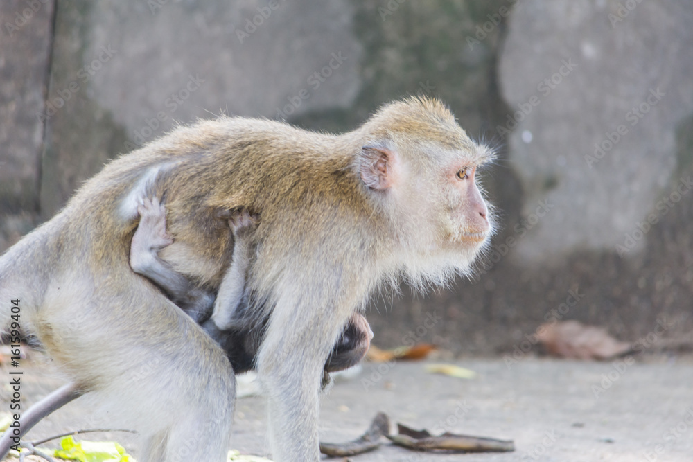 Macaque monkey in wildlife Thailand.