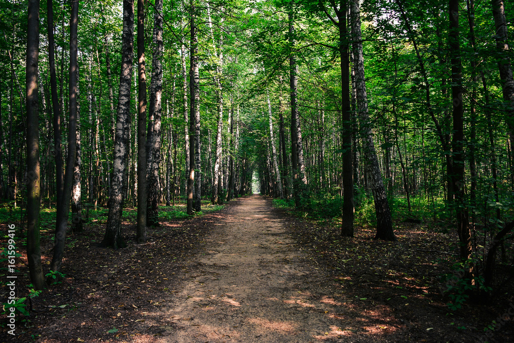 Path in the forest Path in the forest