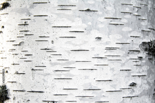 Birch bark. Selective focus