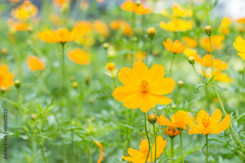 Abstract blurred of yellow cosmos flower field. © winlyrung