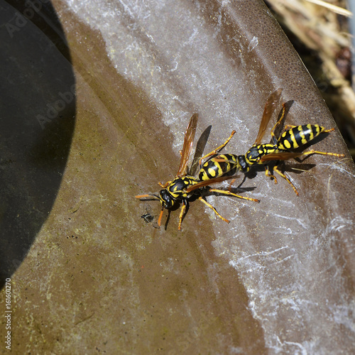 Two yellowjackets at a bird bath photo