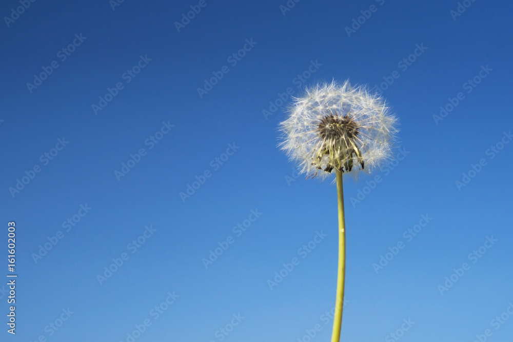 Dandelion across a clear blue sky with copy space