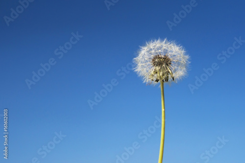 Dandelion across a clear blue sky with copy space