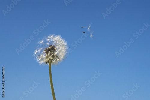 Dandelion with seeds blowing away in the wind across a clear blue sky with copy space