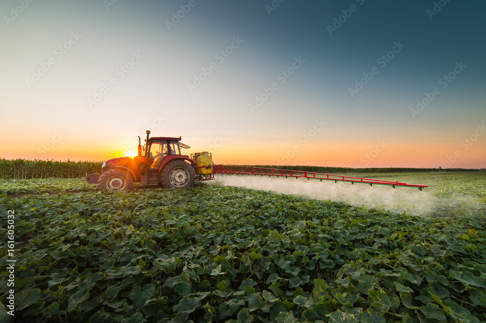 Tractor spraying vegetable field at spring Tractor spraying vegetable field at spring