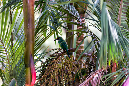 A lone canary hiding in a palm in the jungle of Colombia. photo