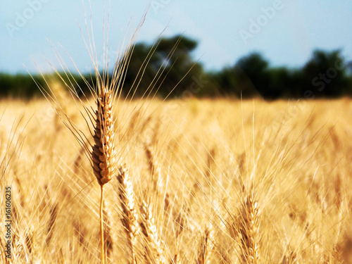Champ de céréales Récolte blé