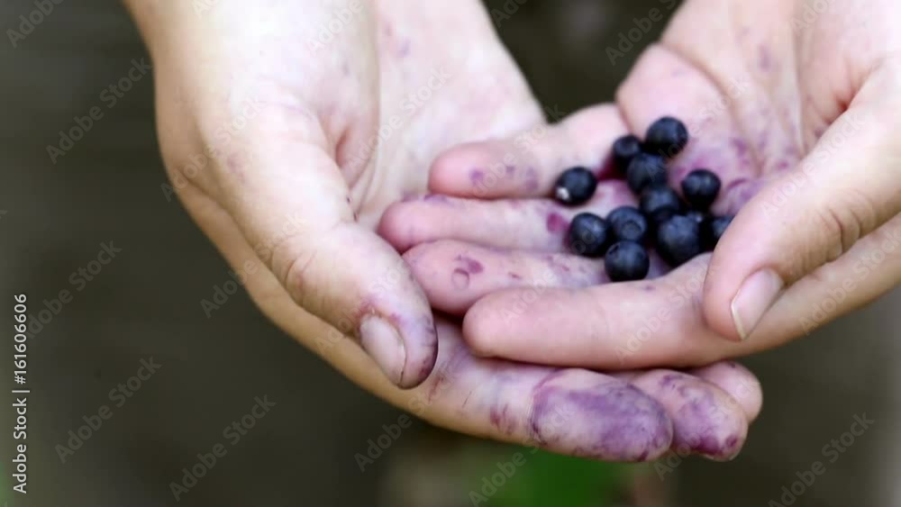 Close-up shot of fresh ripe organic blueberries in hands of a woman. Handful of berries picked in a forest. Shallow depth of field. Close-up shot of fresh ripe organic blueberries in hands of a woman. Handful of berries picked in a forest. Shallow depth of field.