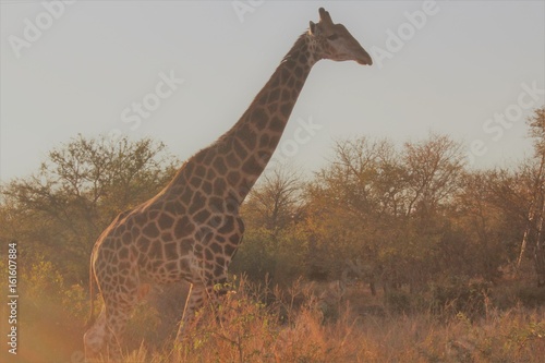 sun giraffe