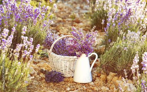 Lavender flower composition on field with vase and basket. Sunset gleam over purple flowers of lavender. Provence region of france.