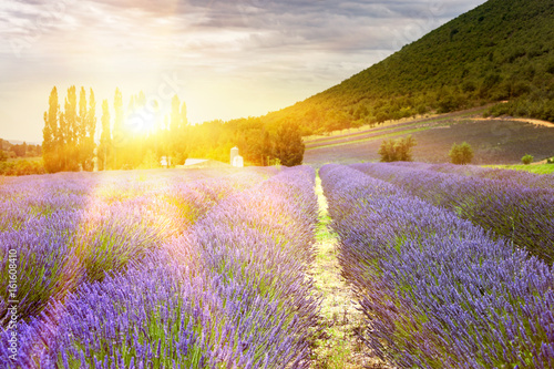 Sunset over a violet lavender field in Provence  France.