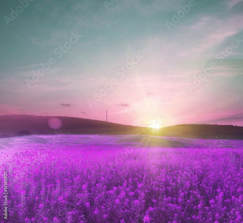 summer field with flowers at purple sunset. soft focus natural background