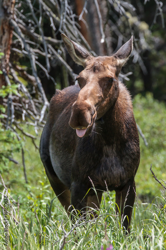 Shiras Moose of The Colorado Rocky Mountains