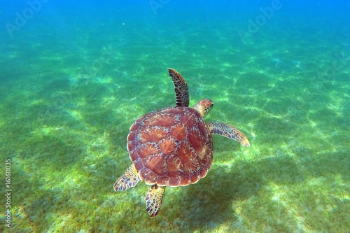 Tortue verte Guadeloupe