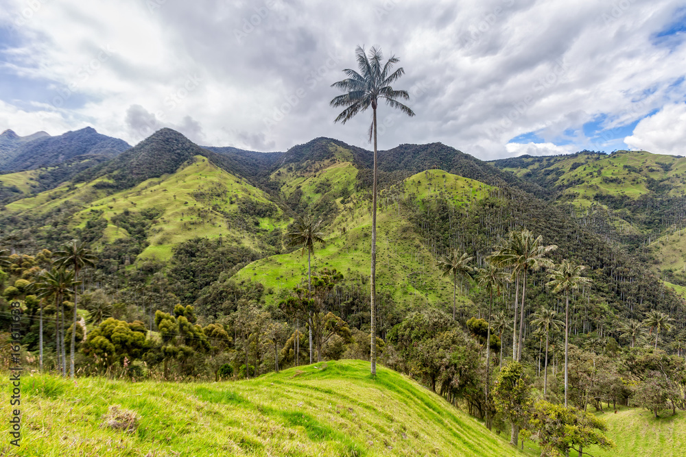Φωτογραφία A lone wax palm on the top of a hill near Salento, Colombia.