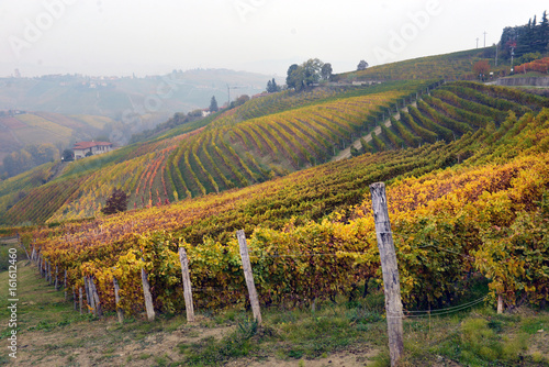 panorama of autumn vineyards