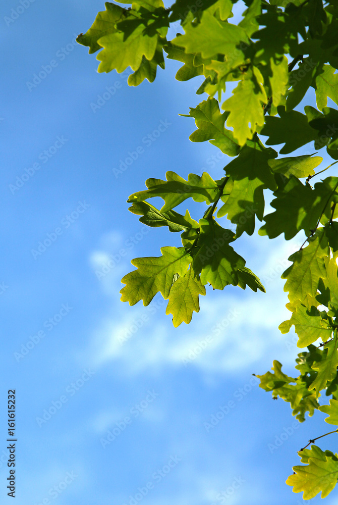 Feuilles de chêne