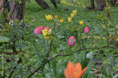 Colorful spring tulip flowers in the garden 
