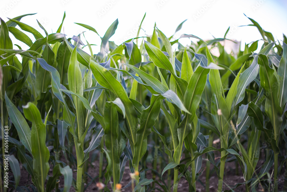 Fototapeta premium Agricultural young corn field