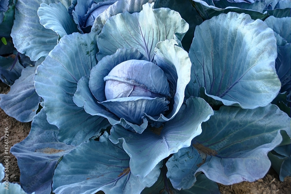 Obraz premium Purple Cabbage