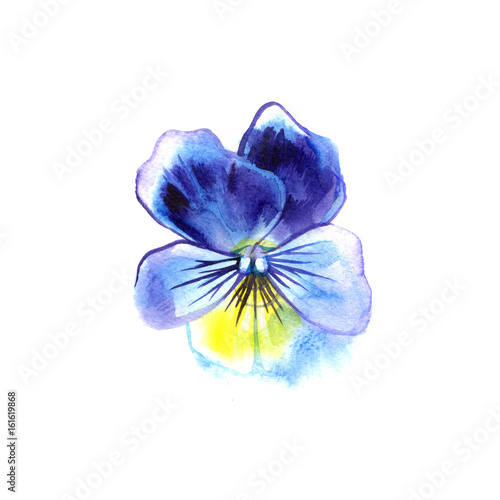 Beautiful watercolor Pansy, hand-drawn illustration for your design.