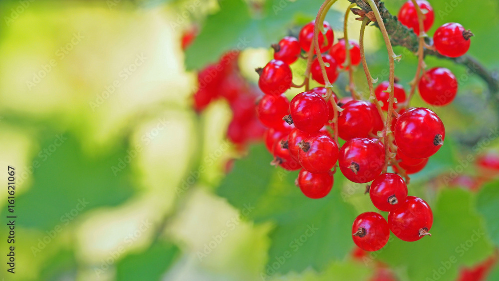 Rote Johannisbeere Rote Johannisbeere
