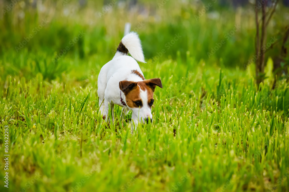 Dog the Jack Russell Terrier close up against a green grass with lowered headfirst
