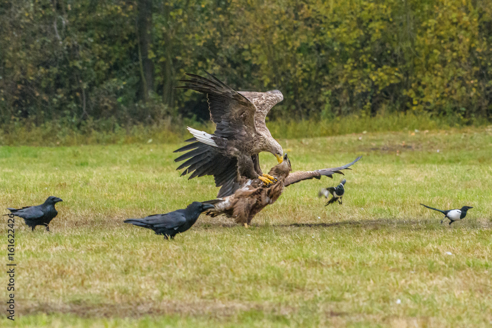 Eagle sea attack (Haliaeetus albicilla) Eagle sea attack (Haliaeetus albicilla)