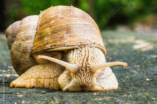 Snail on old wooden surface photo